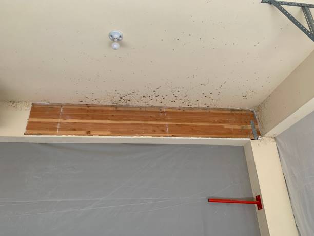 Best Crawl Space Mold Remediation  in Wanatah, IN