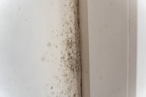 Best Mold Prevention Services  in Wanatah, IN