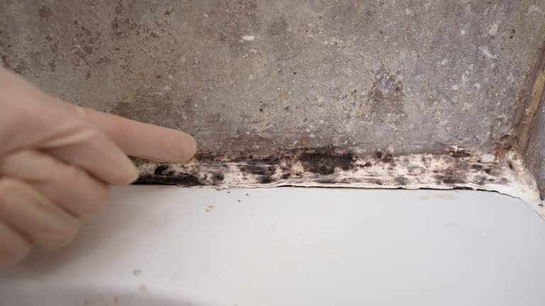  Wanatah, IN Mold Removal Pros